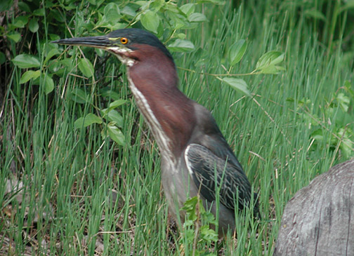 Green Heron