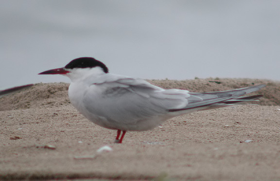 Common Tern