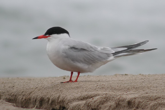 Common Tern