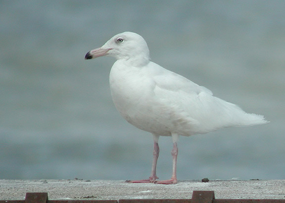 Glaucous Gull second summer