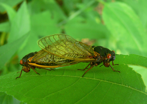 Periodical Cicadas