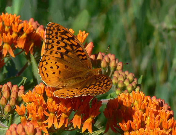 Great Spangled Fritillary
