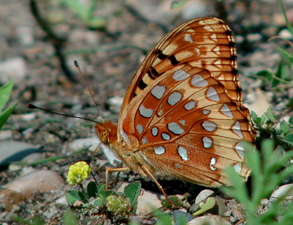 Great Spangled Fritillary