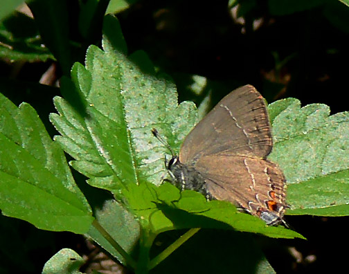 Northern Oak Hairstreak