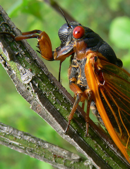 Periodical Cicada