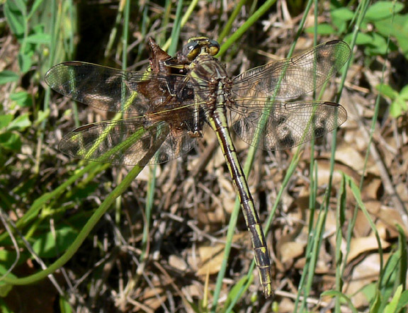 Dusky Clubtail in Illinois