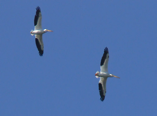 American White Pelicans