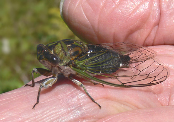 Dog-day Cicada