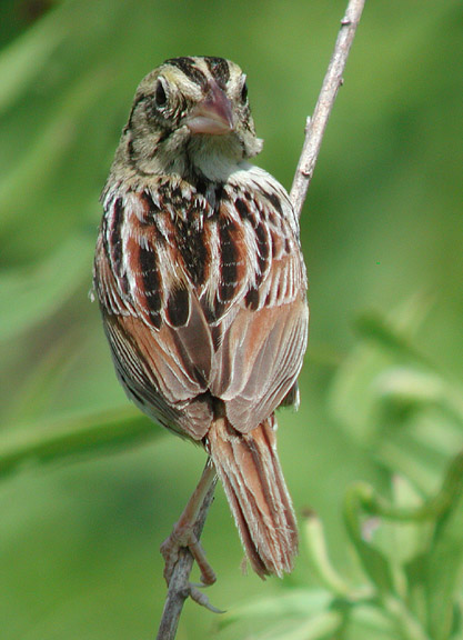 Henslows Sparrow