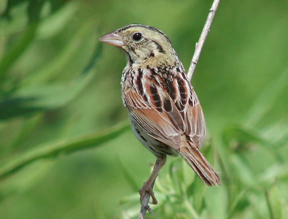 Henslows Sparrow