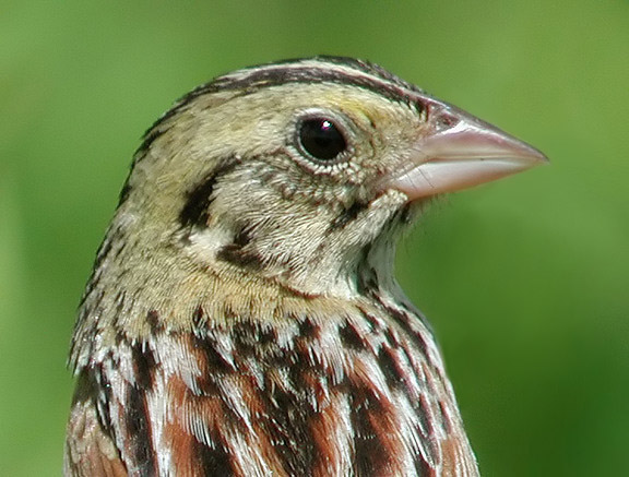 Henslows Sparrow