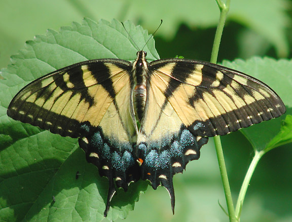 Eastern Tiger Swallowtail