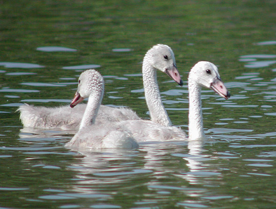 Trumpeter Swan cygnets