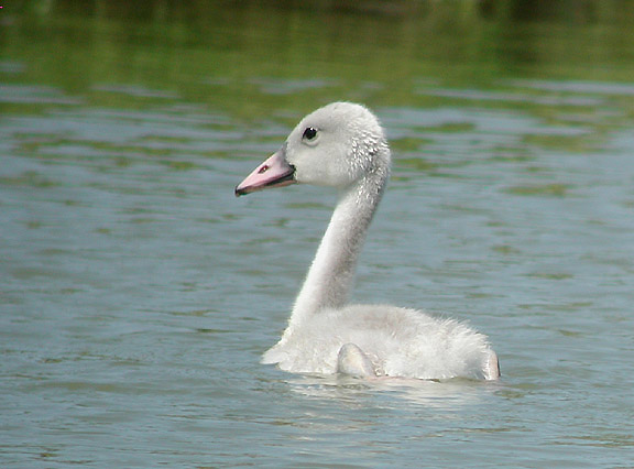 Trumpeter Swan cygnet