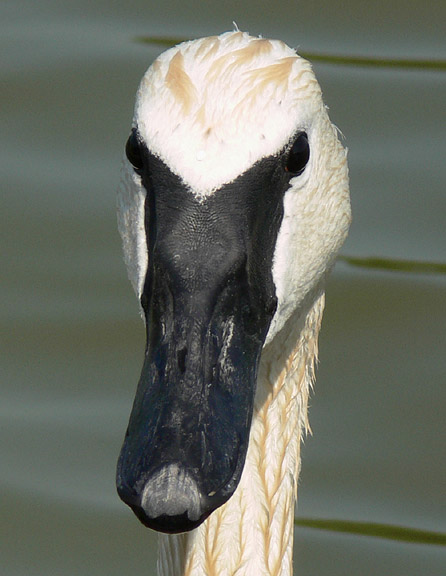 Trumpeter Swan head and bill detail, front