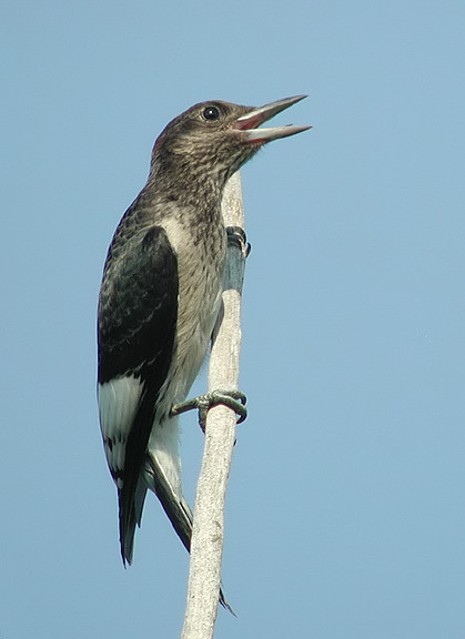 Red-headed Woodpecker juvenile