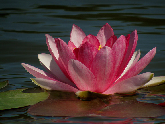 Pink Water Lily