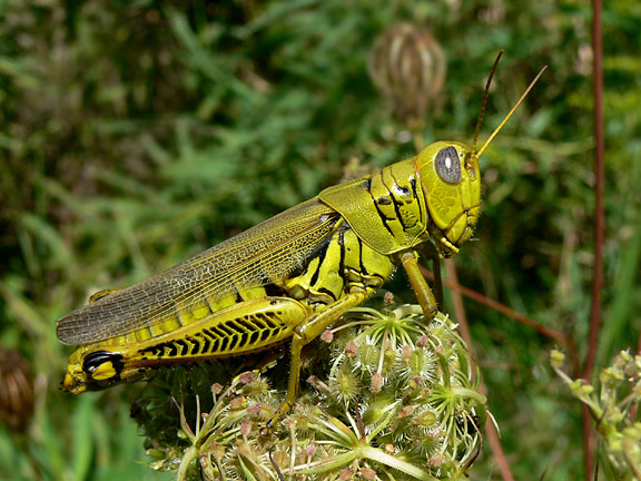 Grasshopper