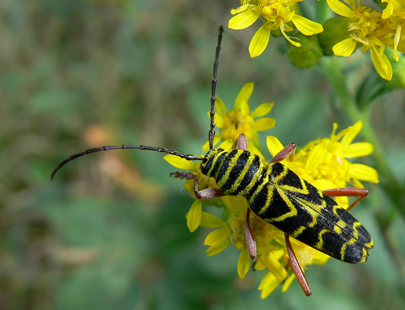 Locust Borer