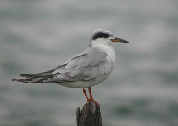 Forsters Tern