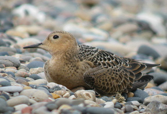 Buff-breasted Sandpiper