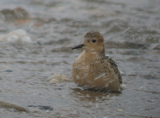 Buff-breasted Sandpiper