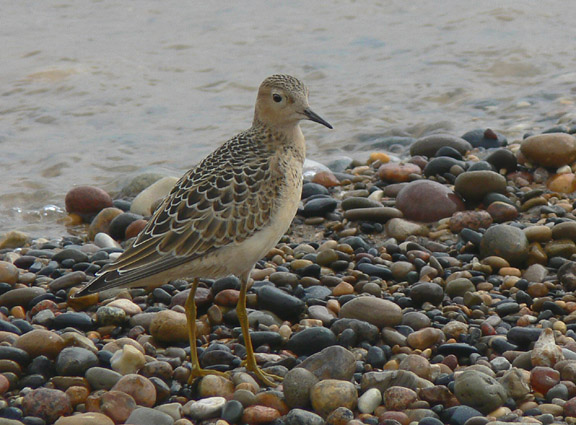 Buff-breasted Sandpiper