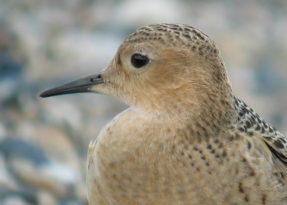 Buff-breasted Sandpiper