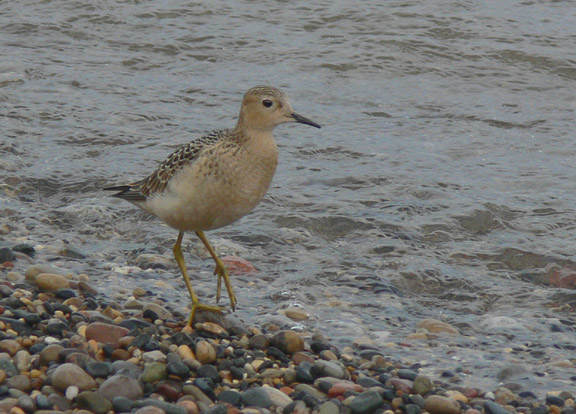 Buff-breasted Sandpiper