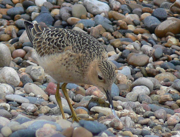 Buff-breasted Sandpiper