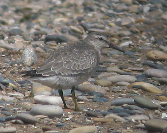Red Knot juv.