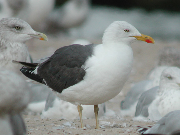 Lesser Black-backed Gull #2
