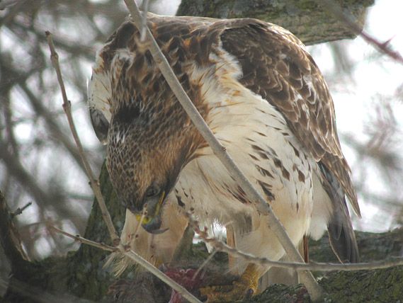 Red-tailed Hawk