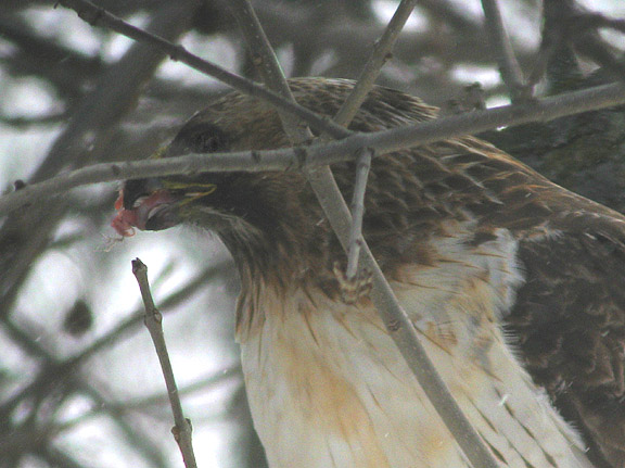 Red-tailed Hawk