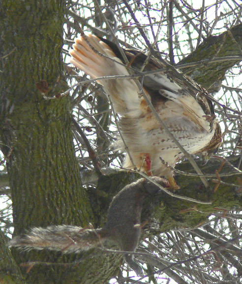 Red-tailed Hawk
