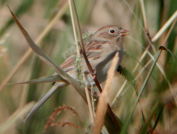 Field Sparrow