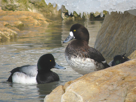 Greater Scaup