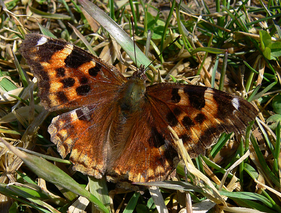 Compton Tortoiseshell