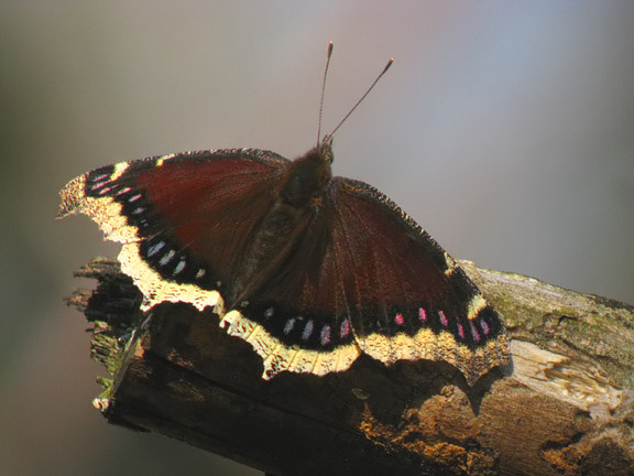 Mourning Cloak