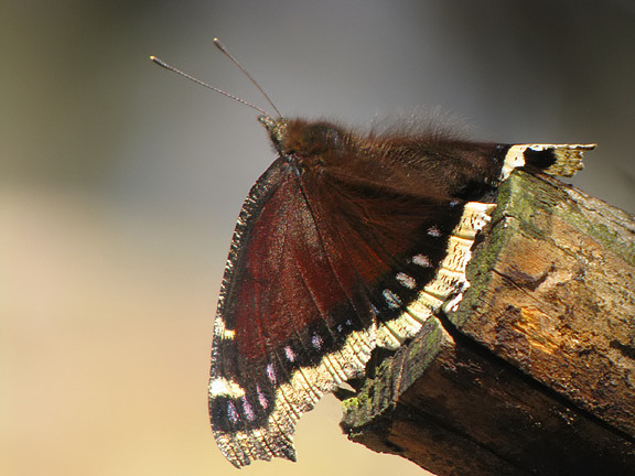 Mourning Cloak