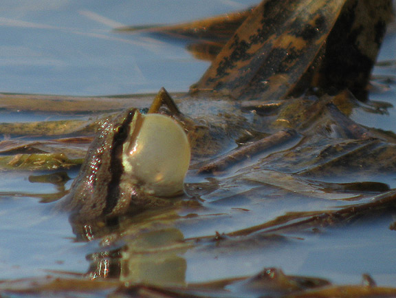 Chorus Frog