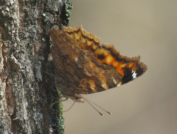 Compton Tortoiseshell
