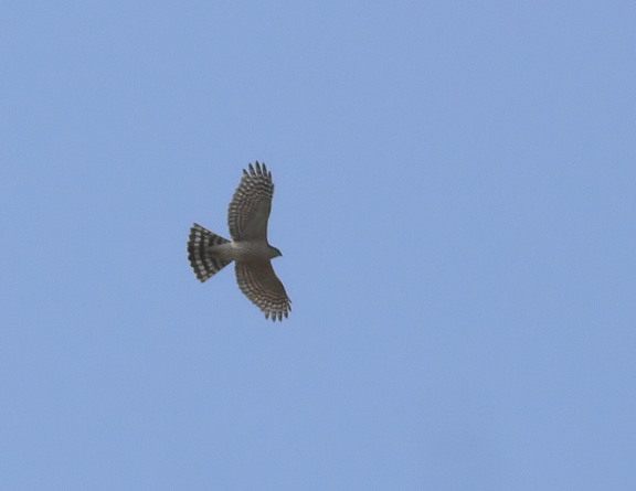Sharp-shinned Hawk