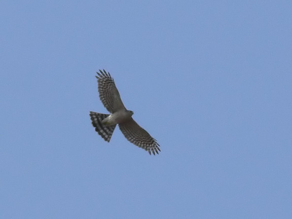 Sharp-shinned Hawk