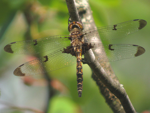 Prince Baskettail