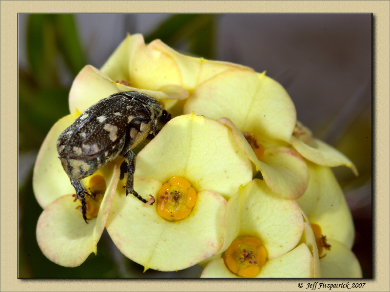 Macro Test 3.jpg