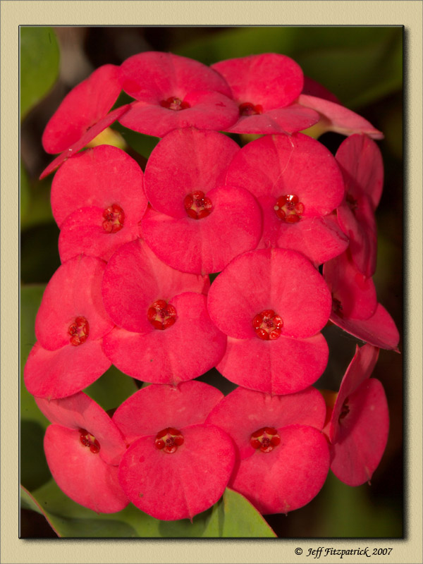 Macro Test 4.jpg