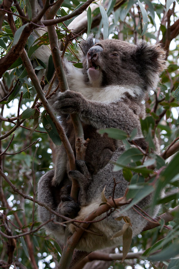 Koala