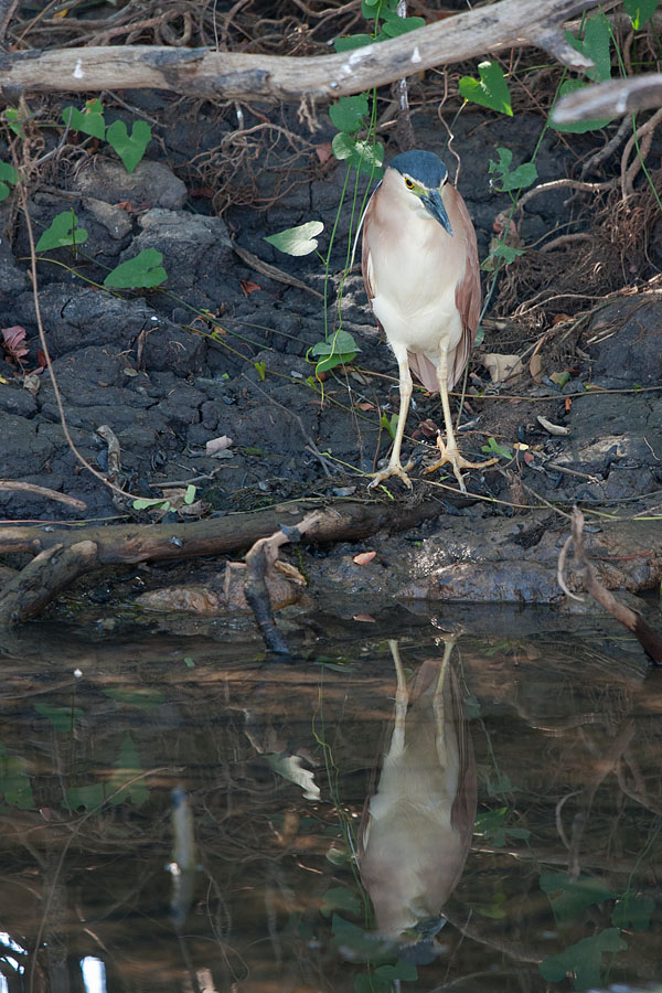 Nankeen Night Heron