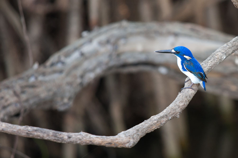 Little Kingfisher